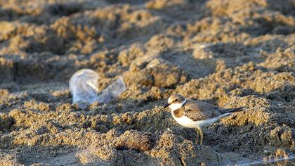 Little Ringed Plover