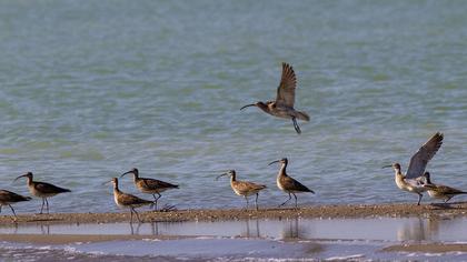 Whimbrel