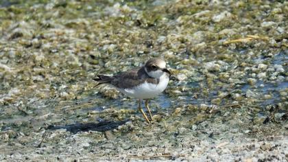Little Ringed Plover