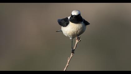 Black-eared Wheatear