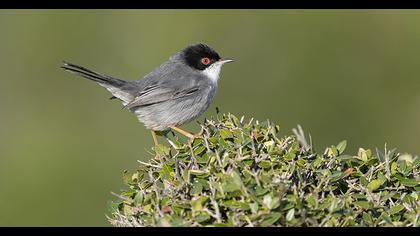 Sardinian Warbler