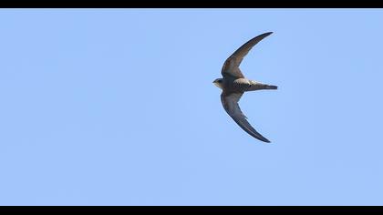 Pallid Swift