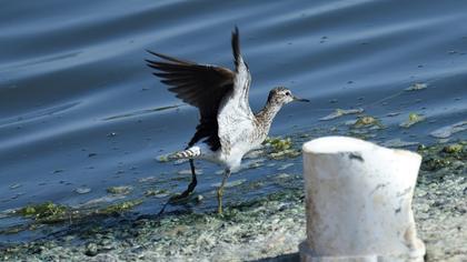 Wood Sandpiper