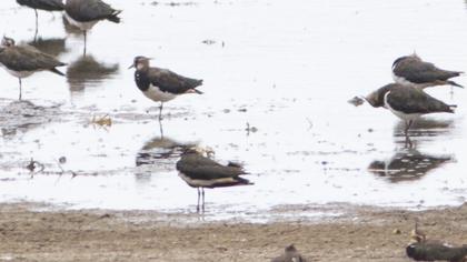 Northern Lapwing
