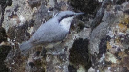 Western Rock Nuthatch