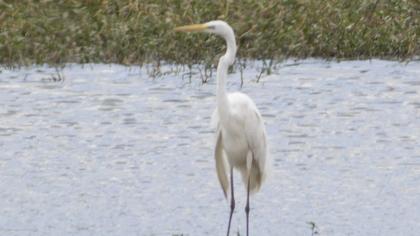 Great Egret