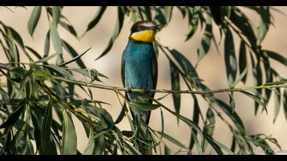 European Bee-eater