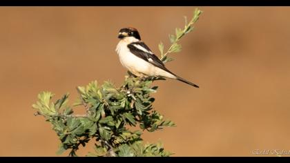 Woodchat Shrike