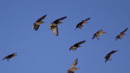 Common Starling