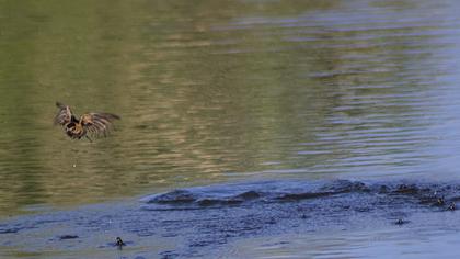 Red-rumped Swallow