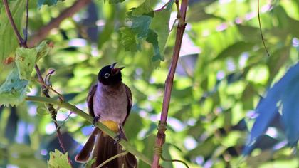 White-spectacled Bulbul