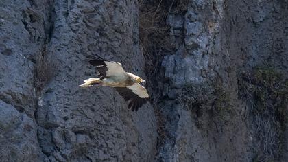 Egyptian Vulture