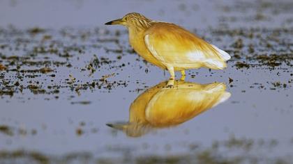 Squacco Heron