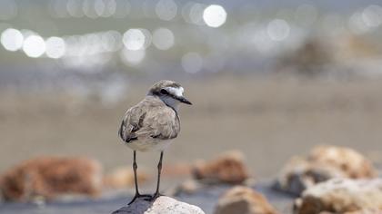 Kentish Plover