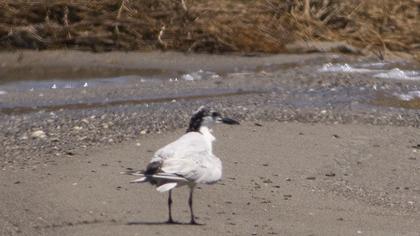 Gull-billed Tern