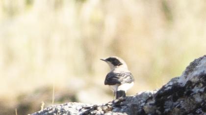 Black-eared Wheatear