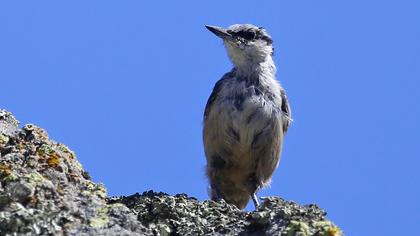 Western Rock Nuthatch