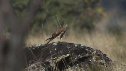 Common Kestrel