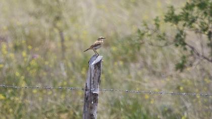 Isabelline Wheatear