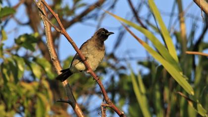White-spectacled Bulbul