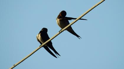 Barn Swallow