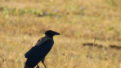 Hooded Crow