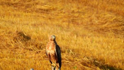 Long-legged Buzzard