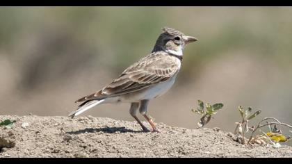 Calandra Lark