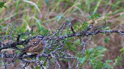 Rock Bunting