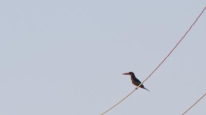 White-throated Kingfisher
