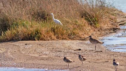 Eurasian Curlew