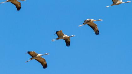Common Crane