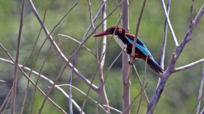 White-throated Kingfisher