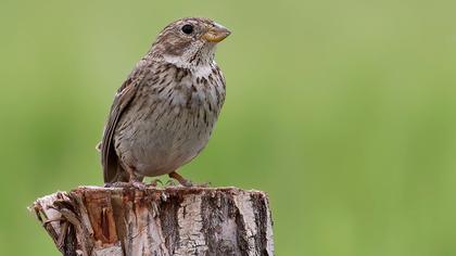 Corn Bunting