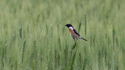 European Stonechat