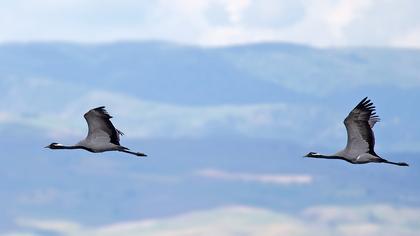 Demoiselle Crane