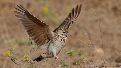 Crested Lark