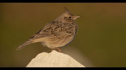 Crested Lark