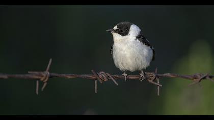 Collared Flycatcher