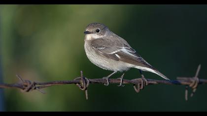 Semicollared Flycatcher