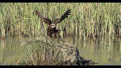 Western Marsh Harrier