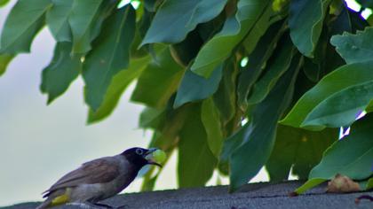 White-spectacled Bulbul