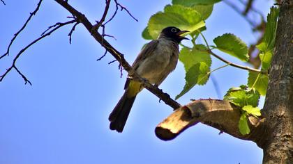 White-spectacled Bulbul