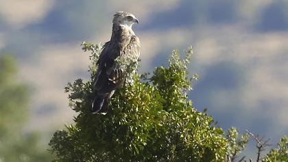Short-toed Snake Eagle