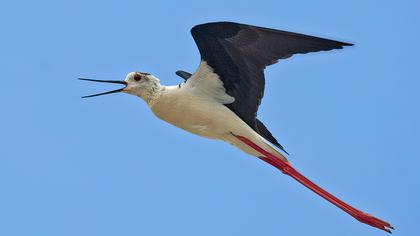 Black-winged Stilt