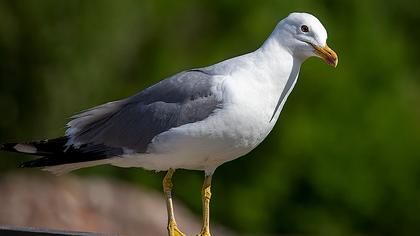 Armenian Gull