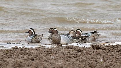 Garganey