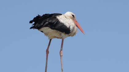 White Stork