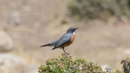 White-throated Robin