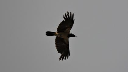 Hooded Crow